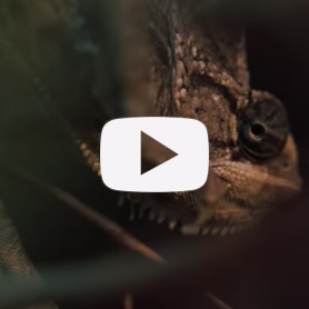 Dser - Arithmetic Progression